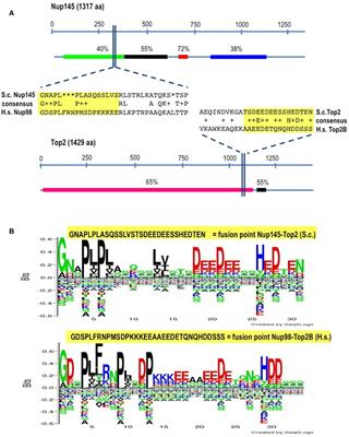 Bridge-Induced Translocation between NUP145 and TOP2 Yeast Genes Models the Genetic Fusion between the Human Orthologs Associated With Acute Myeloid Leukemia